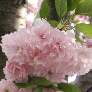 Meet your Posher, Anika